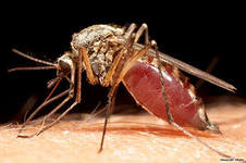 Услуги по уничтожению комаров