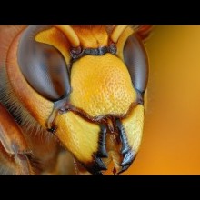 Самые опасные насекомые в мире (часть 1). Огненные муравьи,клещ, скормион, пчела-тигр,клоп